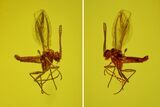 Fossil Butterfly Larva (Lepidoptera) and Fly (Diptera) in Baltic Amber #163507-1